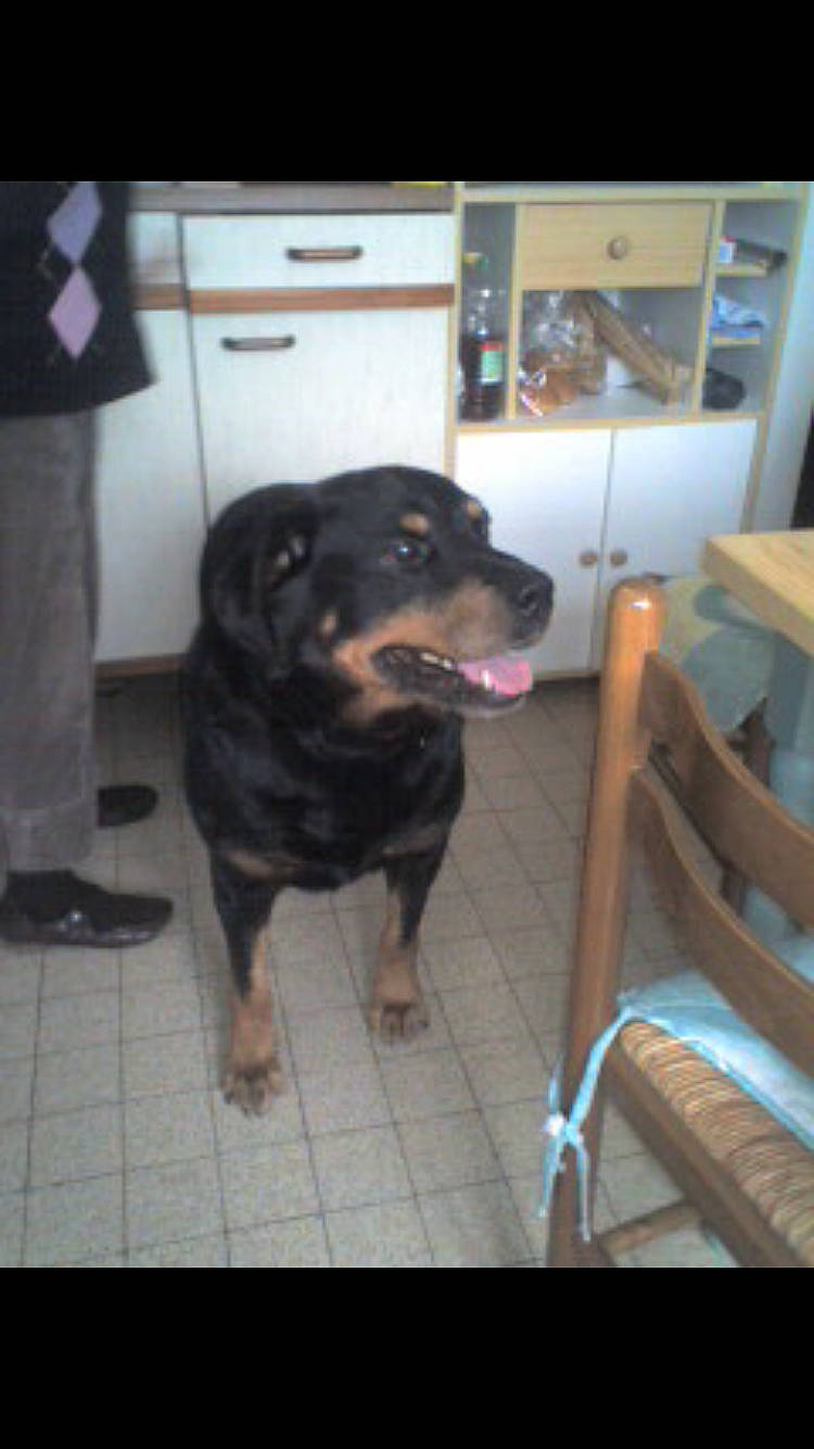 Max participe au concours pour gagner de l'argent avec cette photo : cabinetry, carnivore, chair, companion_dog, dog, dog_breed, fawn, floor, flooring, guard_dog, hardwood, rottweiler, snout, working_animal, working_dog