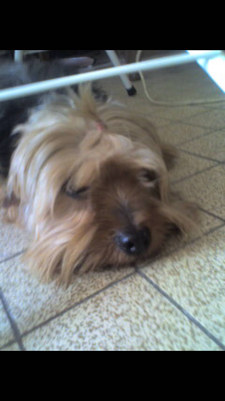 Pollux a rejoint le concours — aidez-le/la à gagner de superbes lots ! canidae, carnivore, companion_dog, dog, dog_breed, dog_supply, fawn, flooring, fur, hardwood, liver, maltepoo, puppy_love, small_terrier, snout, sporting_group, terrier, toy_dog, wood, working_animal