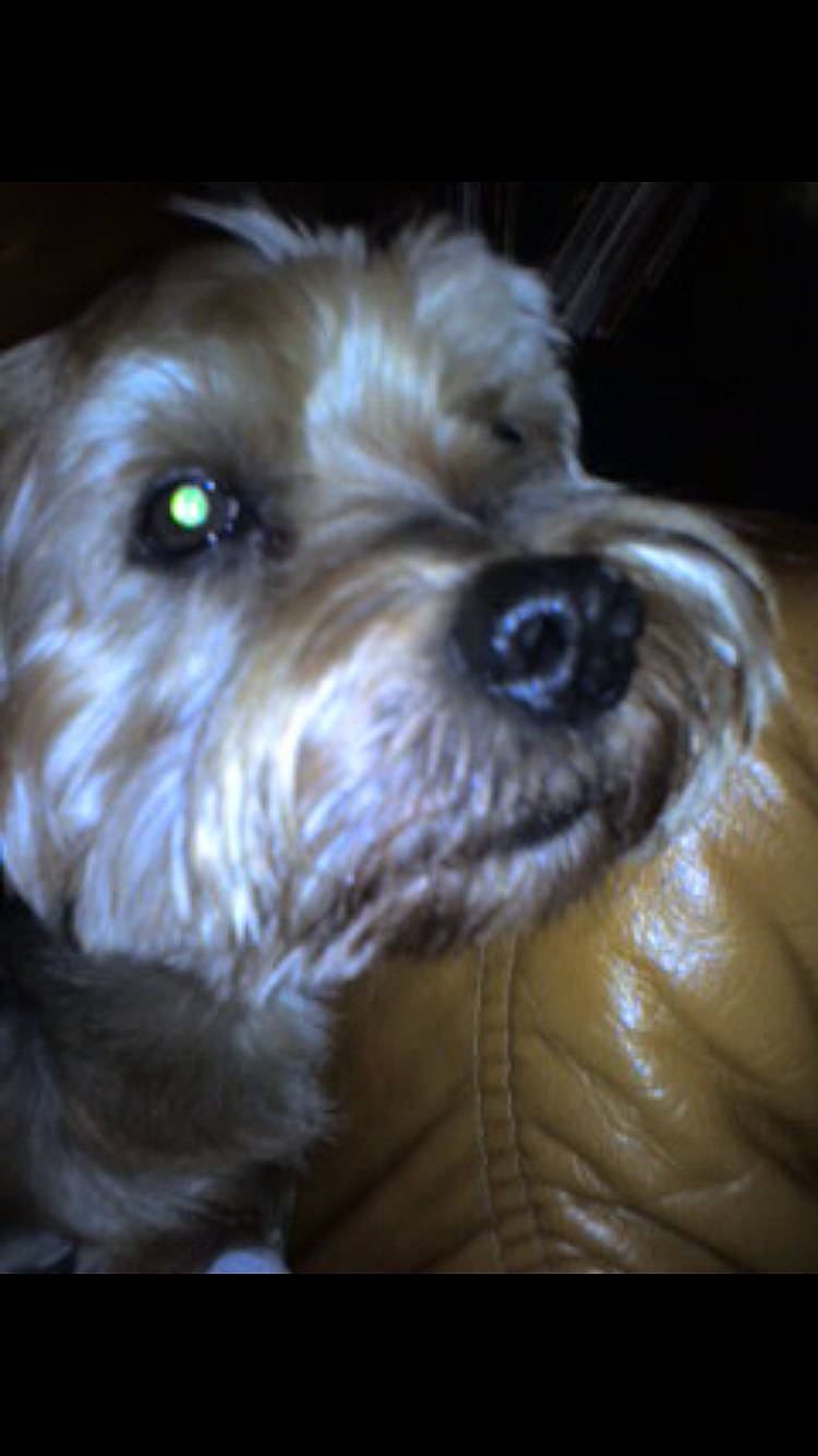 Pollux a rejoint le concours — aidez-le/la à gagner de superbes lots ! canidae, carnivore, close_up, companion_dog, dog, dog_breed, fur, goldendoodle, labradoodle, liver, non_sporting_group, poodle_crossbreed, small_terrier, snout, sporting_group, terrier, toy_dog, water_dog, whiskers, working_animal