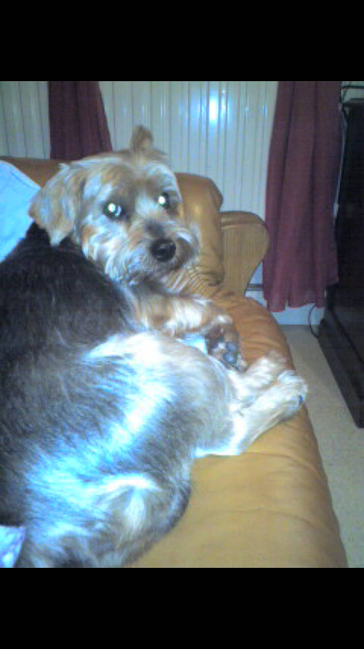 Pollux participe au concours pour gagner de l'argent avec cette photo : canidae, carnivore, comfort, companion_dog, couch, curtain, dog, dog_breed, dog_supply, fawn, fur, hardwood, liver, paw, puppy, snout, sporting_group, terrier, toy_dog, whiskers