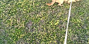 Baby Spaz Johnson is registered to the contest to win money with this photo: accessories, animal, ball, canine, dog, goldenretriever, grass, lawn, leash, monkey, nature, outdoors, pet, plant, puppy, sport, strap, tennis, tennisball, yard
