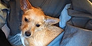 Baby Spaz Johnson is registered to the contest to win money with this photo: animal, bed, blanket, blanket_fold, canine, comfort, cozy, dog, ears, fur, fur_texture, human_arm, indoor, looking_up, paw, pet, relaxing, resting, small_dog, snout
