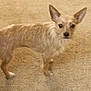 animal, blurry, canine, carpet, companion, curious, cute, dog, domestic_animal, ears, floor, furry, home, indoor, looking_at_camera, pet, small_dog, soft_focus, standing, tan_dog