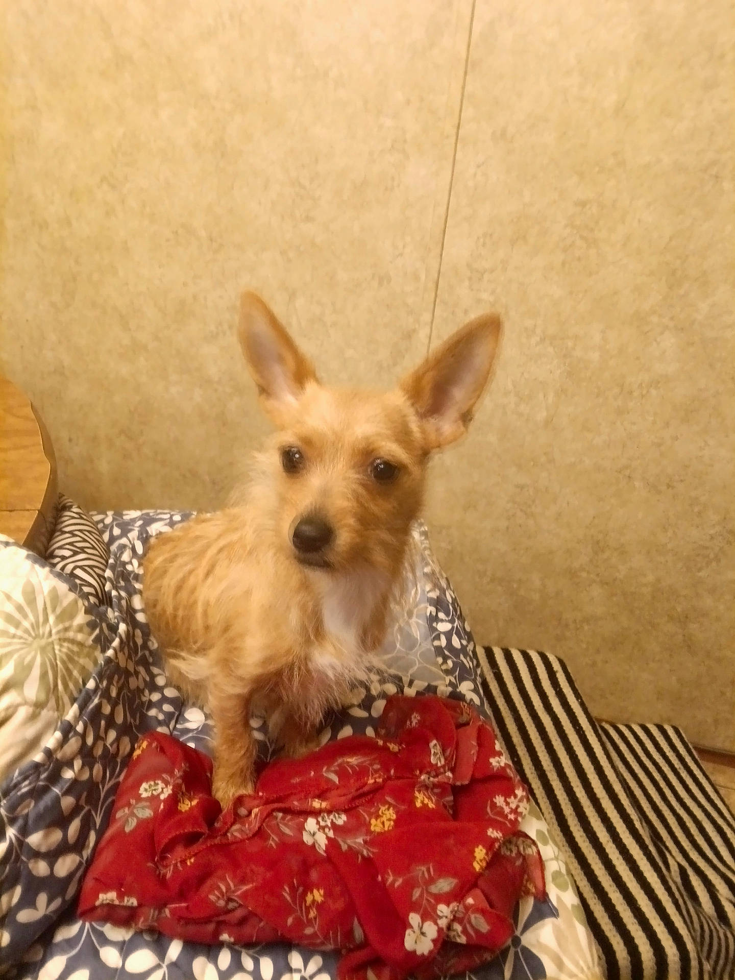 Baby Spaz Johnson joined the competition — help win amazing prizes! animal, blanket, brown, companion, cozy, cushion, dog, ears, floor, fur, indoor, looking_away, patterned, pet, red_cloth, small_dog, striped, table, tan, wall