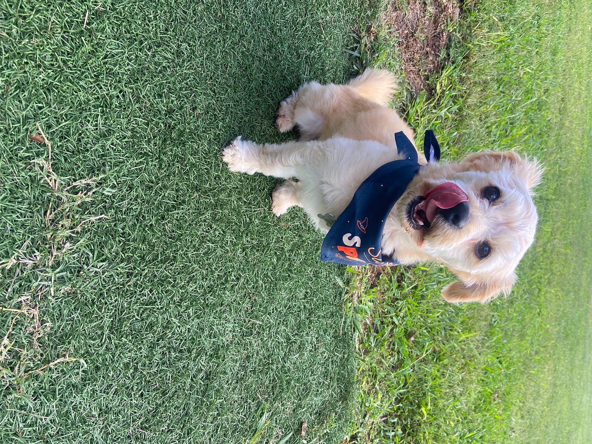 Oakley joined the competition — help win amazing prizes! canidae, carnivore, collar, companion_dog, dog, dog_breed, dog_collar, dog_supply, fawn, grass, groundcover, lawn, plant, puppy, sporting_group, tail, toy, toy_dog, working_animal, yard