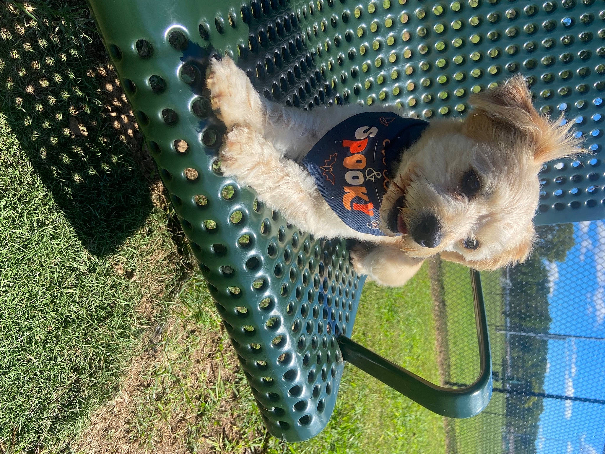 Oakley is registered to the contest to win money with this photo: automotive_tire, beak, canidae, carnivore, collar, dog, dog_breed, fawn, feather, fish, fun, grass, mesh, net, pattern, sporting_group, tail, vertebrate, wing, wire_fencing