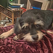 Wookie is registered to the contest to win money with this photo: animal, black, blanket, brown, closeup, cozy, cute, dog, domestic, expression, eyes, face, fur, furniture, household_items, indoor, laying_down, pet, resting, shelf
