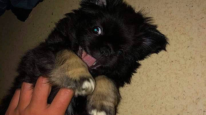 .shiva a rejoint le concours — aidez-le/la à gagner de superbes lots ! canidae, carnivore, claw, comfort, companion_dog, dog, dog_breed, foot, fur, nail, non_sporting_group, paw, snout, sporting_group, tail, terrestrial_animal