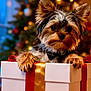 adorable, animal, celebration, christmas_tree, closeup, cute, decorations, dog, ears, festive, fur, gift_box, holiday, indoors, paws, pet, present, puppy, ribbon, yorkshire_terrier