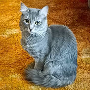 Bear is registered to the contest to win money with this photo: cat, grey_cat, pet, animal, feline, fur, indoor, carpet, orange_carpet, sitting, looking, eyes, whiskers, tail, domestic_cat, cute, fluffy, cozy, household, curious