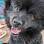 dog, black_fur, close_up, happy, tongue, pet, animal, cute, outdoor, fur, canine, friendly, muzzle, whiskers, face, brown_eyes, nose, playful, young_dog, companion