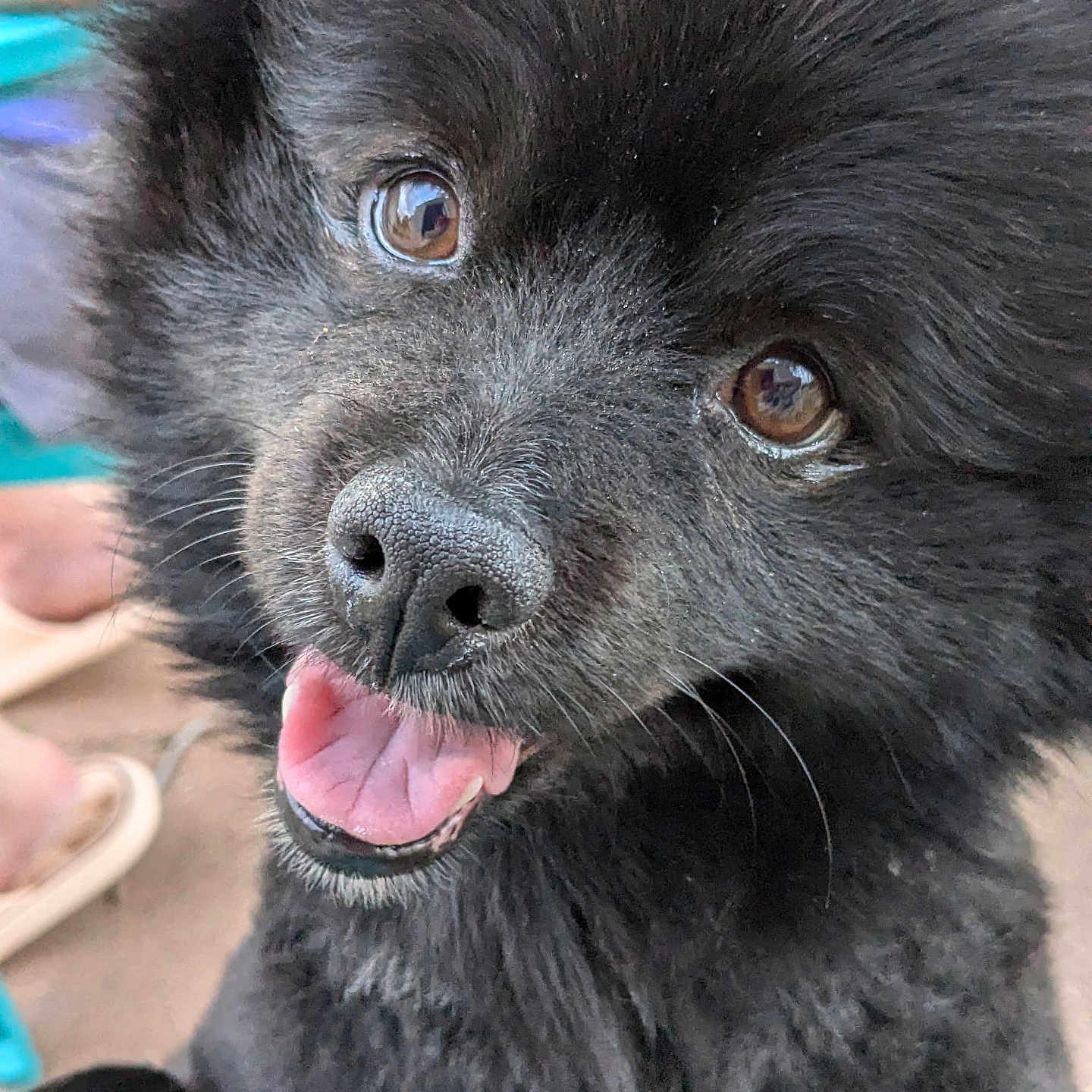 Bear is registered to the contest to win money with this photo: animal, black_fur, brown_eyes, canine, close_up, companion, cute, dog, face, friendly, fur, happy, muzzle, nose, outdoor, pet, playful, tongue, whiskers, young_dog