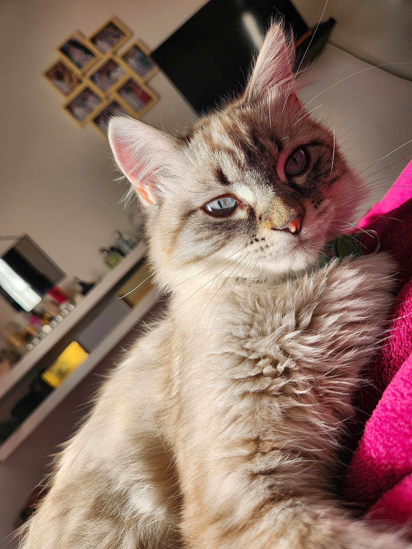 Lalahoum a rejoint le concours — aidez-le/la à gagner de superbes lots ! cat, fluffy, blue_eyes, indoor, pink_blanket, fur, close_up, pet, relaxed, portrait, whiskers, curious, feline, domestic, cozy, living_room, shelf, picture_frames, soft_light, comfortable