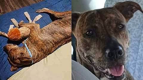 Scarlet is registered to the contest to win money with this photo: ancient_dog_breeds, carnivore, collar, companion_dog, dog, dog_breed, ear, fawn, fur, gesture, guard_dog, liver, snout, sporting_group, terrestrial_animal, whiskers, working_dog