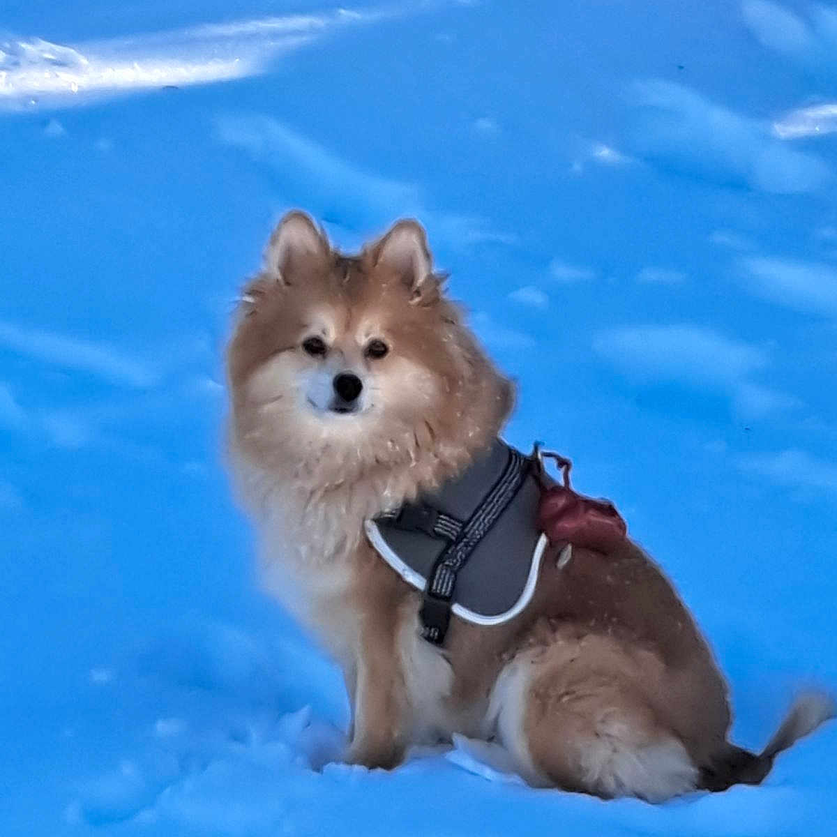 Ruby participe au concours pour gagner de l'argent avec cette photo : alert, animal, canine, cold, cute, daylight, dog, fluffy, fur, fur_coat, harness, mammal, nature, outdoor, pet, portrait, sitting, snow, winter, winter_clothing