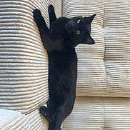 Thor a rejoint le concours — aidez-le/la à gagner de superbes lots ! animal, black_cat, cat, couch, cozy, curious, cute, domestic_cat, feline, fur, furniture, green_eyes, indoor, laying_down, living_room, pet, relaxed, resting, soft_texture, whiskers