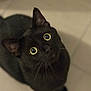 animal, black_cat, black_fur, cat, close_up, curious, cute, domestic_cat, ears, feline, floor, indoor, looking_up, pet, portrait, sitting, soft_light, tile_floor, whiskers, wide_eyes