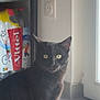 Thor participe au concours pour gagner de l'argent avec cette photo : alert, animal, black_cat, bottles, cat, curious, domestic_animal, door, drink, floor, furniture, home, indoor, natural_light, pet, shelf, tile_floor, wall_socket, window, yellow_eyes