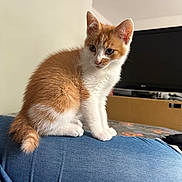 Loki participe au concours pour gagner de l'argent avec cette photo : kitten, cat, orange_and_white, fur, sitting, indoor, denim, clothing, person, leg, television, furniture, home, curious, pet, animal, cute, young, portrait, resting