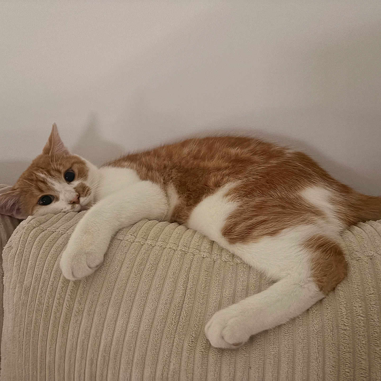 Loki participe au concours pour gagner de l'argent avec cette photo : animal, beige, calm, cat, couch, cute, domestic_animal, ears, feline, fur, indoor, living_room, orange_and_white, paw, pet, relaxed, resting, tail, textured_fabric, whiskers