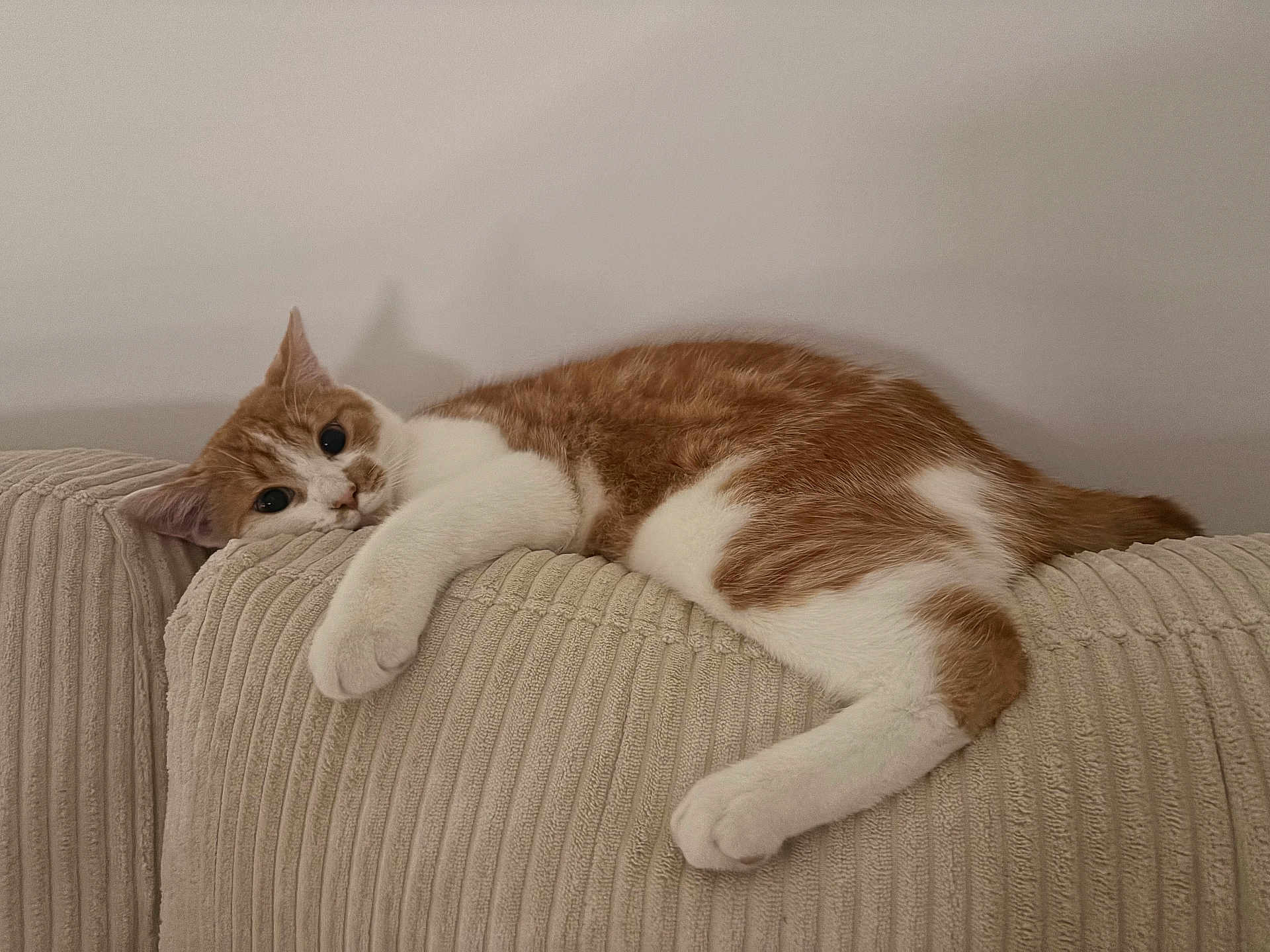 Loki
