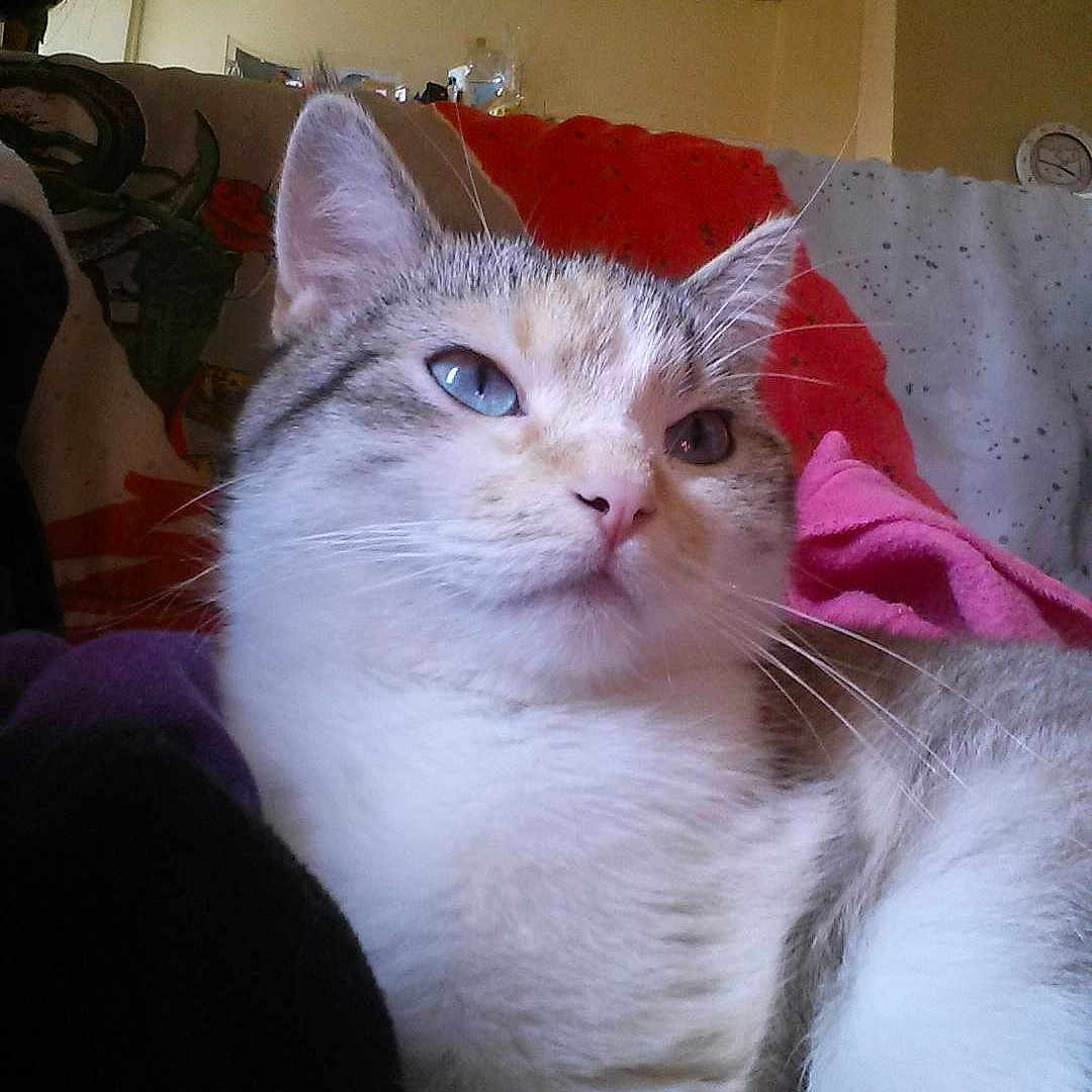 Noisette