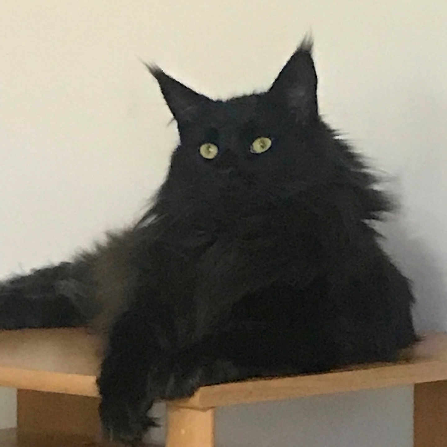 Roqette a rejoint le concours — aidez-le/la à gagner de superbes lots ! angora, animal, blackcat, cat, kitten, manx, pet, plywood, wood