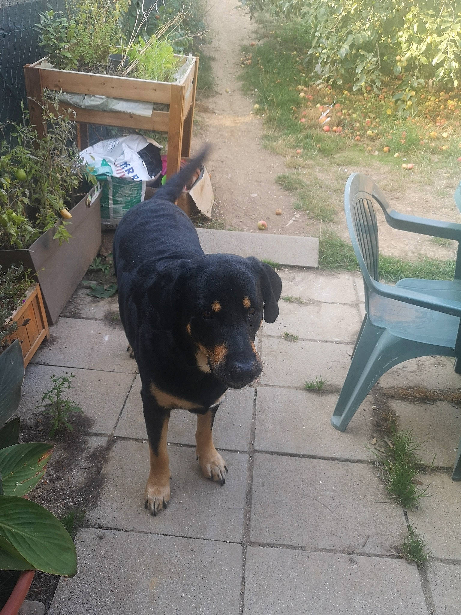 Nounours a rejoint le concours — aidez-le/la à gagner de superbes lots ! canidae, carnivore, companion_dog, dog, dog_breed, gaddi_kutta, huntaway, hunting_dog, mammal, rottweiler, sporting_group, vertebrate, working_dog