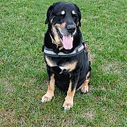 Nounours participe au concours pour gagner de l'argent avec cette photo : dog, canine, black_and_tan, sitting, tongue_out, harness, grass, field, outdoor, nature, pet, animal, happy, mammal, fur, ears, snout, daylight, green, closeup