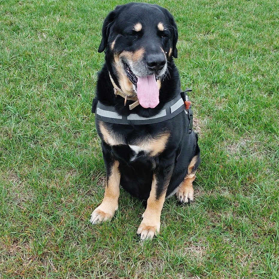 Nounours participe au concours pour gagner de l'argent avec cette photo : animal, black_and_tan, canine, closeup, daylight, dog, ears, field, fur, grass, green, happy, harness, mammal, nature, outdoor, pet, sitting, snout, tongue_out