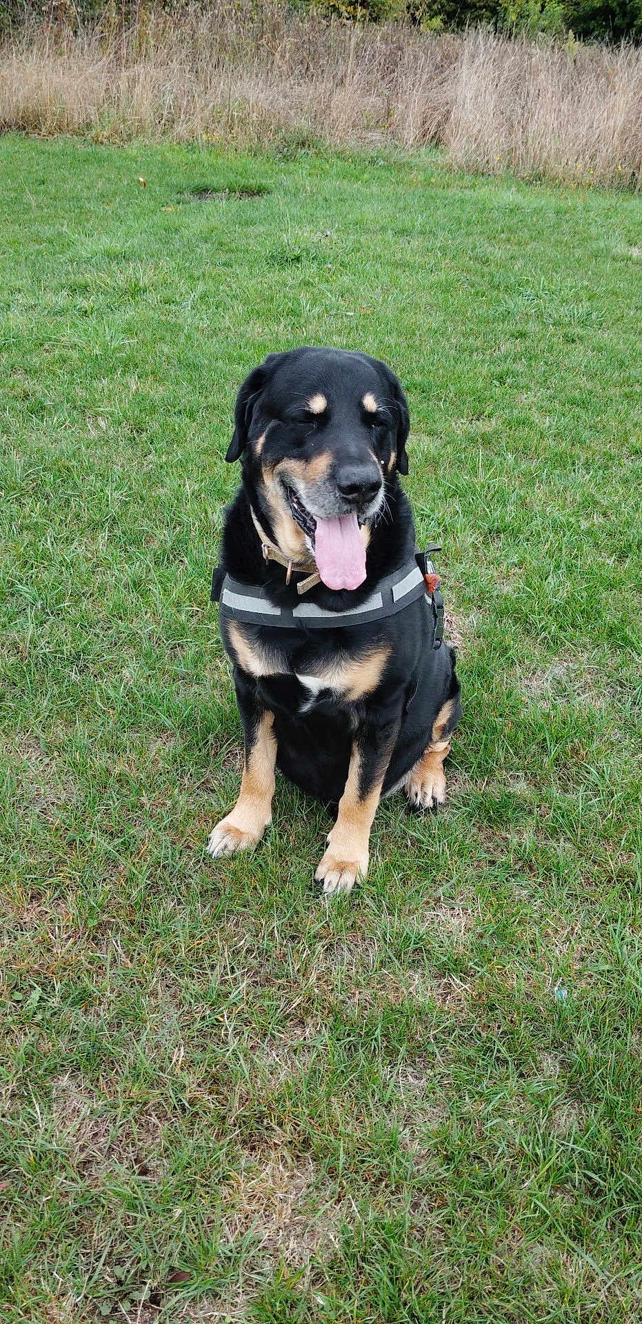 Nounours participe au concours pour gagner de l'argent avec cette photo : dog, canine, black_and_tan, sitting, tongue_out, harness, grass, field, outdoor, nature, pet, animal, happy, mammal, fur, ears, snout, daylight, green, closeup