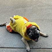 Luna joined the competition — help win amazing prizes! animal, canine, concrete_floor, costume, cute, dog, duck_costume, funny, lying_down, mammal, orange_beak, orange_feet, outdoor, pet, pet_clothing, playful, pug, smiling, tongue_out, yellow_costume