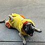animal, canine, concrete_floor, costume, cute, dog, duck_costume, funny, lying_down, mammal, orange_beak, orange_feet, outdoor, pet, pet_clothing, playful, pug, smiling, tongue_out, yellow_costume