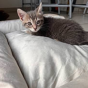 Gaston a rejoint le concours — aidez-le/la à gagner de superbes lots ! animal, cat, chair, cozy, curious, cushion, cute, domestic, ears, eyes, floor, fur, furniture, indoor, kitten, pet, resting, whiskers, white, young