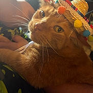 Tank is registered to the contest to win money with this photo: cat, orange_cat, sombrero, hat, pet, animal, whiskers, yellow_eyes, feline, cute, domestic_animal, relaxed, close_up, indoor, person_arm, fur, mammal, portrait, costume, resting