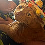 cat, orange_cat, sombrero, hat, pet, animal, whiskers, yellow_eyes, feline, cute, domestic_animal, relaxed, close_up, indoor, person_arm, fur, mammal, portrait, costume, resting