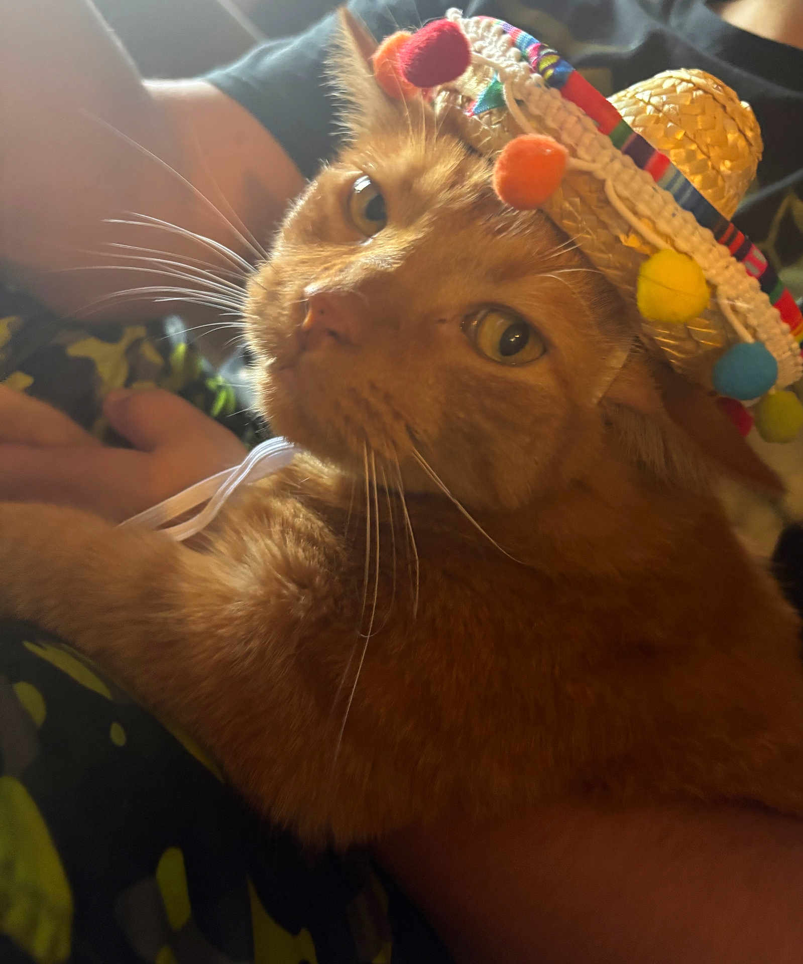 Tank is registered to the contest to win money with this photo: cat, orange_cat, sombrero, hat, pet, animal, whiskers, yellow_eyes, feline, cute, domestic_animal, relaxed, close_up, indoor, person_arm, fur, mammal, portrait, costume, resting