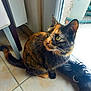 cat, tortoiseshell, indoor, tile_floor, window, glass_door, tail, green_eyes, fur, pet, curious, sitting, domestic_animal, natural_light, whiskers, closeup, animal, feline, home, quiet