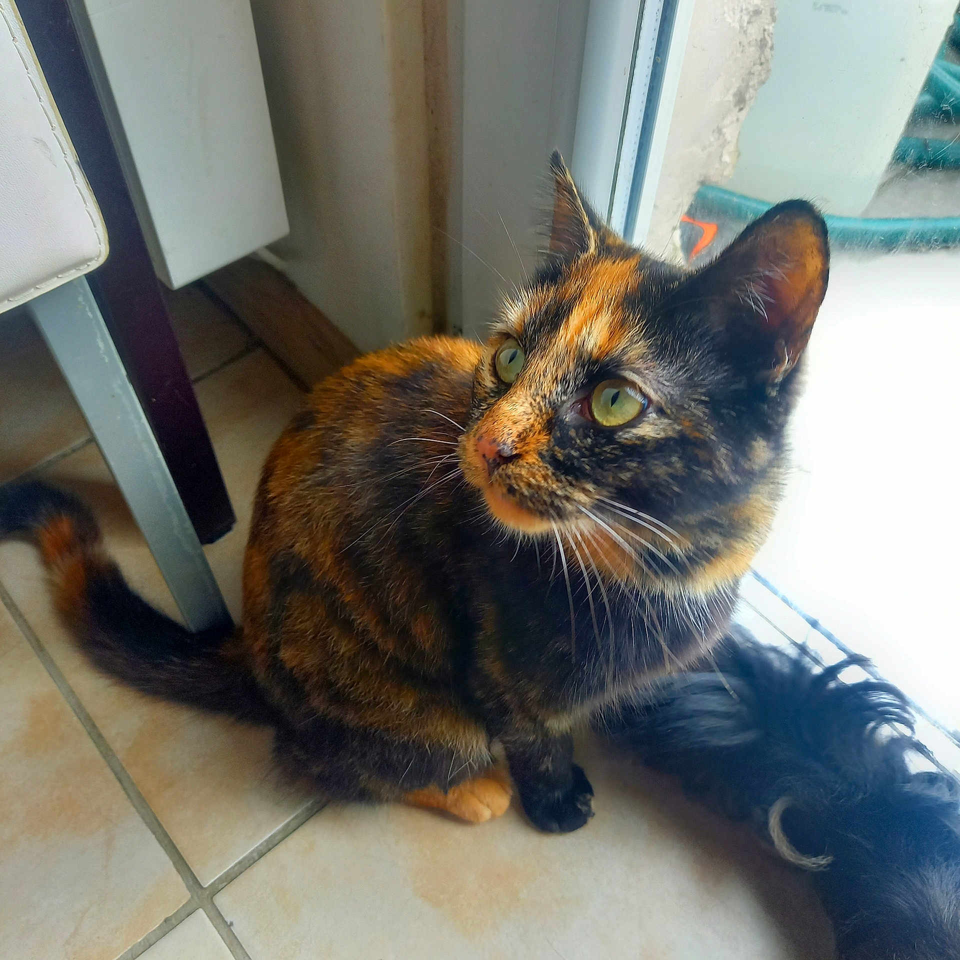 Cannelle