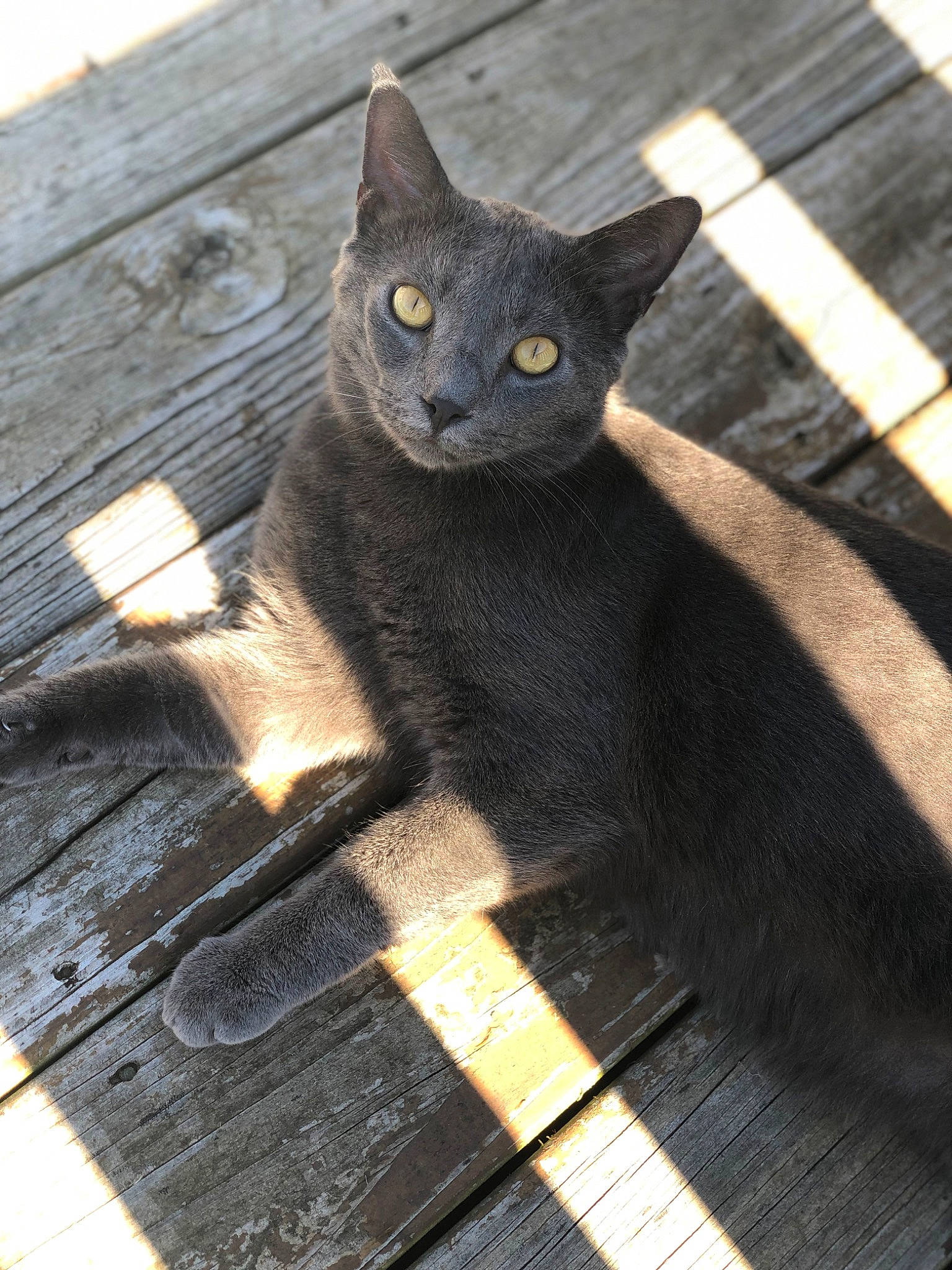 Phog joined the competition — help win amazing prizes! automotive_tire, black_cat, carnivore, cat, claw, domestic_short_haired_cat, eye, felidae, fur, grey, havana_brown, metal, russian_blue, sitting, small_to_medium_sized_cats, snout, tail, whiskers, window, wood