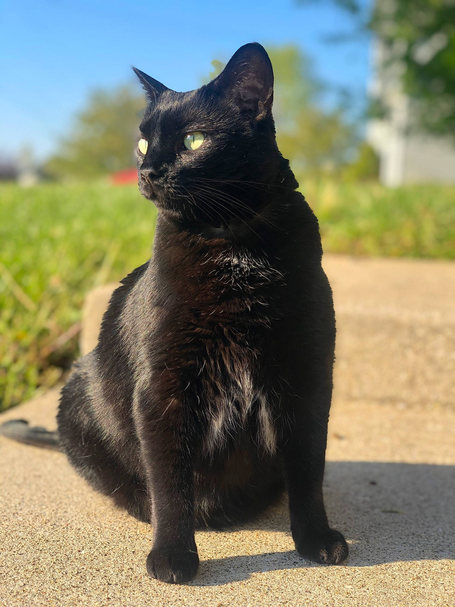 Jewel joined the competition — help win amazing prizes! asphalt, black_cat, bombay, carnivore, cat, collar, domestic_short_haired_cat, felidae, fur, grass, plant, road_surface, sculpture, sky, small_to_medium_sized_cats, snout, tail, terrestrial_animal, tree, whiskers