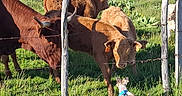 Cookie participe au concours pour gagner de l'argent avec cette photo : dog, cow, fence, grass, field, pasture, animal, farm, outdoor, sunlight, blue_sky, greenery, herd, curious, rural, nature, livestock, harness, wooden_post, barbed_wire