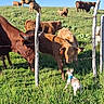 dog, cow, fence, grass, field, pasture, animal, farm, outdoor, sunlight, blue_sky, greenery, herd, curious, rural, nature, livestock, harness, wooden_post, barbed_wire