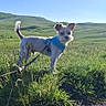 dog, small_dog, blue_harness, grass, field, greenery, outdoor, nature, sunny, sky, hills, leash, pet, canine, animal, landscape, walking, daytime, adventure, alert