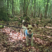 Cookie participe au concours pour gagner de l'argent avec cette photo : dog, small_dog, forest, trees, leaves, leash, outdoor, nature, sunlight, greenery, canopy, animal, walking, pet, harness, woodland, daylight, adventure, standing, alert