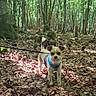 dog, small_dog, forest, trees, leaves, leash, outdoor, nature, sunlight, greenery, canopy, animal, walking, pet, harness, woodland, daylight, adventure, standing, alert