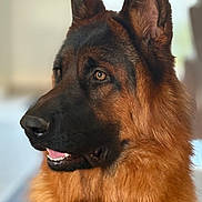 After a rejoint le concours — aidez-le/la à gagner de superbes lots ! alert, animal, black, brown, canine, closeup, dog, ears, eyes, fur, german_shepherd, indoor, looking_away, mouth, muzzle, nose, pet, portrait, soft_light, teeth