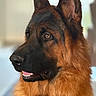 alert, animal, black, brown, canine, closeup, dog, ears, eyes, fur, german_shepherd, indoor, looking_away, mouth, muzzle, nose, pet, portrait, soft_light, teeth