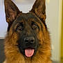 alert, animal, black, brown, canine, close_up, companion, dog, domestic_animal, ears, face, friendly, furry, german_shepherd, indoor, looking, mammal, pet, portrait, tongue_out