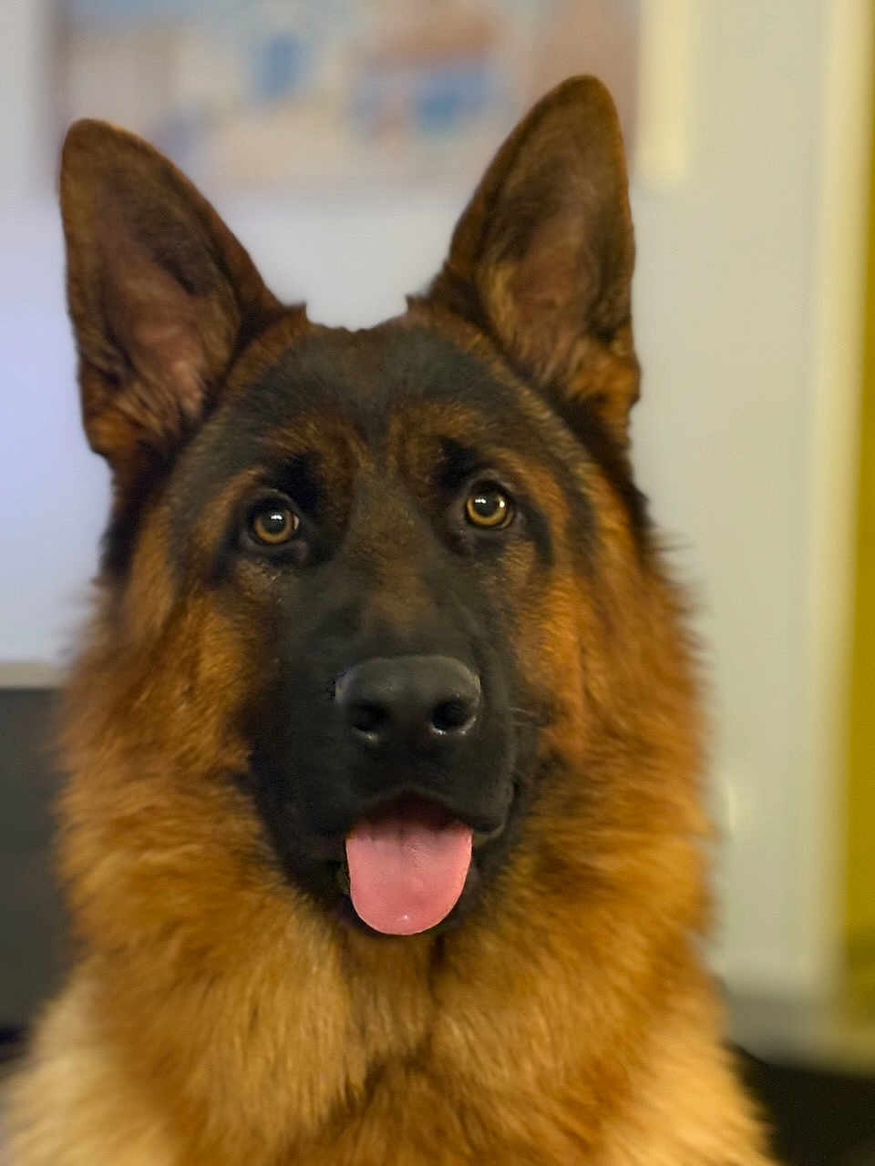 After a rejoint le concours — aidez-le/la à gagner de superbes lots ! dog, german_shepherd, pet, animal, tongue_out, close_up, portrait, furry, ears, indoor, brown, black, canine, domestic_animal, face, looking, alert, friendly, companion, mammal